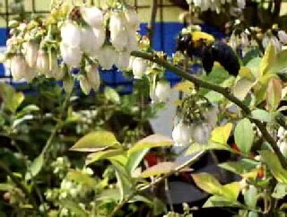 ブルーベリーの花の蜜を吸うキムネクマバチ